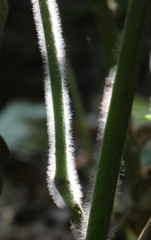 Strobilanthes ixiocephala