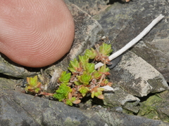 Crassula mataikona