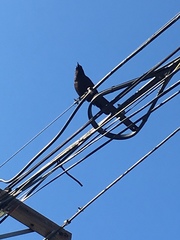 Corvus brachyrhynchos