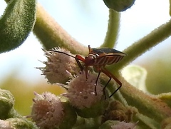 Dysdercus obscuratus