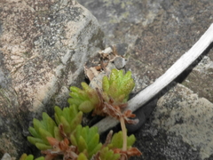 Crassula mataikona