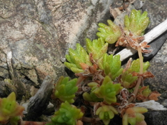Crassula mataikona