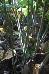 Strobilanthes ixiocephala