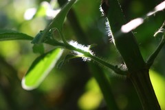 Strobilanthes ixiocephala