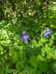 Linum nervosum