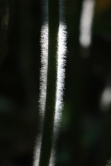 Strobilanthes ixiocephala