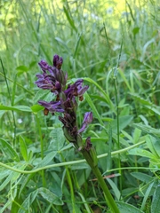Anacamptis morio caucasica
