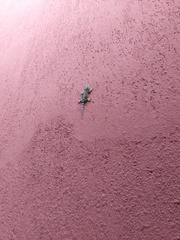 Tarentola mauritanica