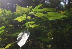 Strobilanthes ixiocephala