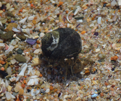 Diogenes brevirostris