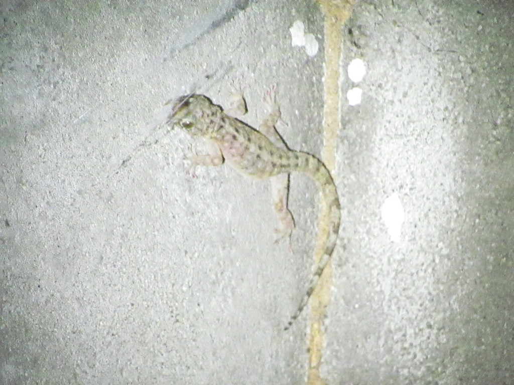 Botel Gecko