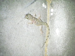 Gekko kikuchii