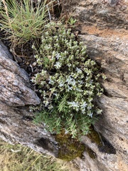 Arenaria querioides