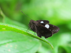 Notocrypta