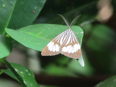 Notocrypta