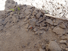 Prostemma sanguineum