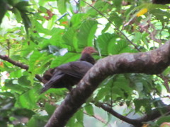 Macropygia tenuirostris