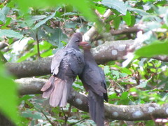 Macropygia tenuirostris