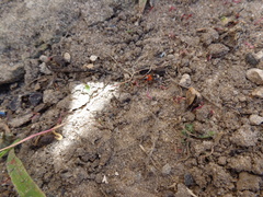 Prostemma sanguineum