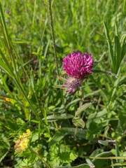 Trifolium alpestre