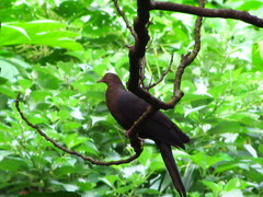 Macropygia tenuirostris