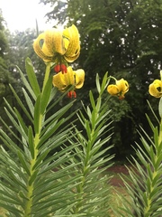 Lilium pyrenaicum