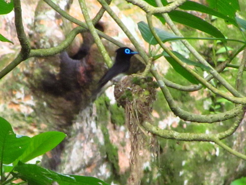 Black Paradise Flycatcher (Terpsiphone atrocaudata), photo 7