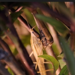 Euconocephalus nasutus