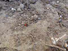 Prostemma sanguineum