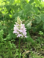 Dactylorhiza