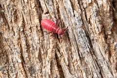 Leptocoris mitellatus