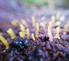 Calocera guepinioides