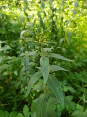 Lysimachia vulgaris