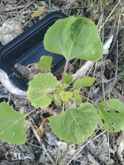 Xanthium strumarium canadense