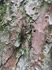 Tetropium castaneum