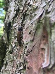 Tetropium castaneum