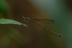 Platystictidae