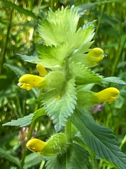 Rhinanthus alectorolophus
