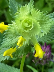 Rhinanthus alectorolophus