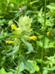 Rhinanthus alectorolophus