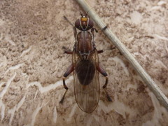 Tapeigaster nigricornis