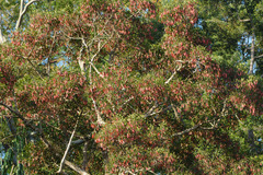 Dipterocarpus grandiflorus