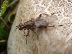 Tapeigaster nigricornis