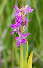 Dactylorhiza incarnata
