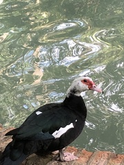 Cairina moschata domestica