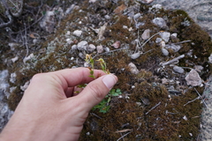 Pterostylis bicornis