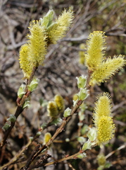 Salix lanata