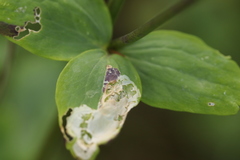 Phytomyza aquilegiae group