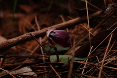 Corybas montanus