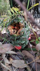 Macrozamia fawcettii